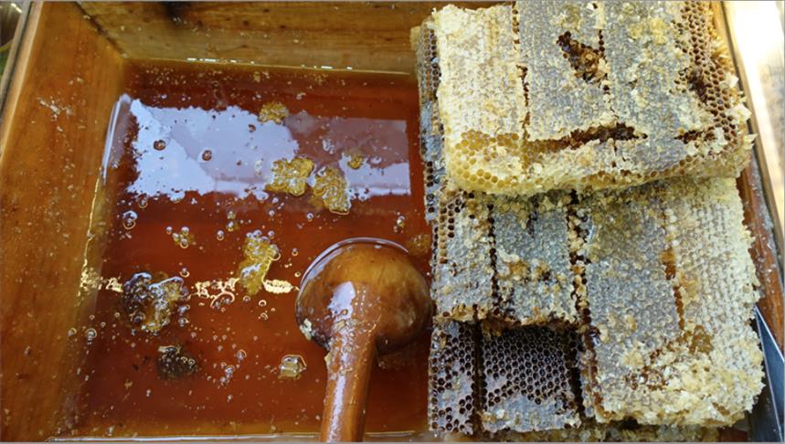 ارتفاع صادرات تركيا من العسل 7 بالمائة العام الماضي