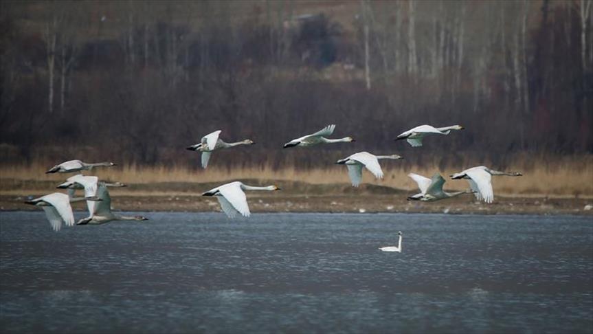 بحيرة "وان" التركية تستضيف طيور البجع والفلامينغو
