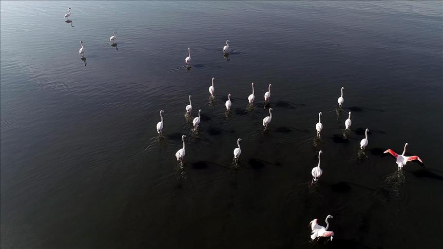 "خليج إزميت".. جنّة لمختلف أنواع الطيور