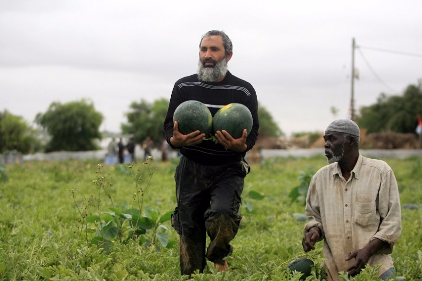 زراعة "غزة": حققنا اكتفاءً ذاتيًا من البطيخ