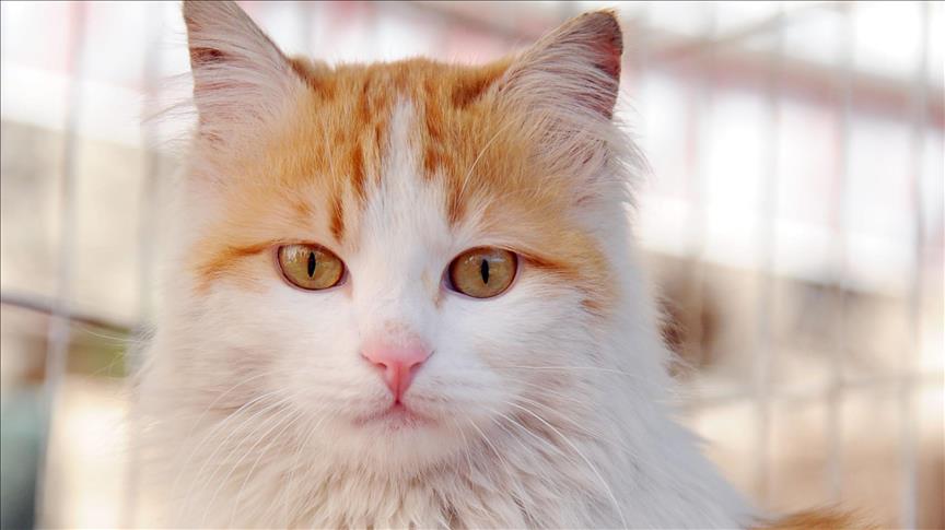 "سلام".. قطة سورية تدخل عالم الشهرة