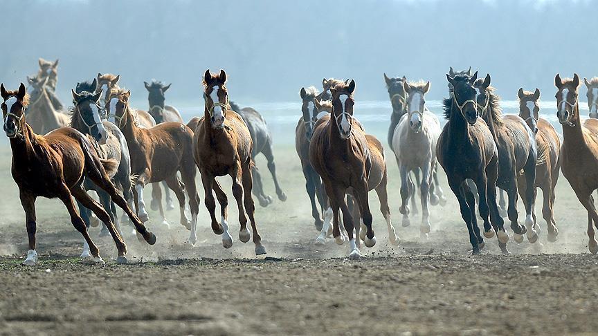 "سلطان صويو" مزرعة تركية تنتج الخيول العربية منذ 150 عاما