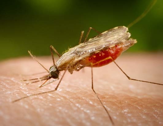 مصر تشهد أول حالة وفاة بـ"الملاريا" منذ سنوات
